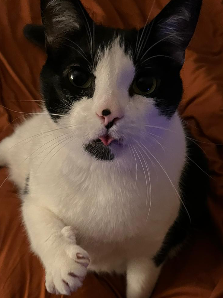 Scarlet’s Witchy
Cat Box 🐈‍⬛