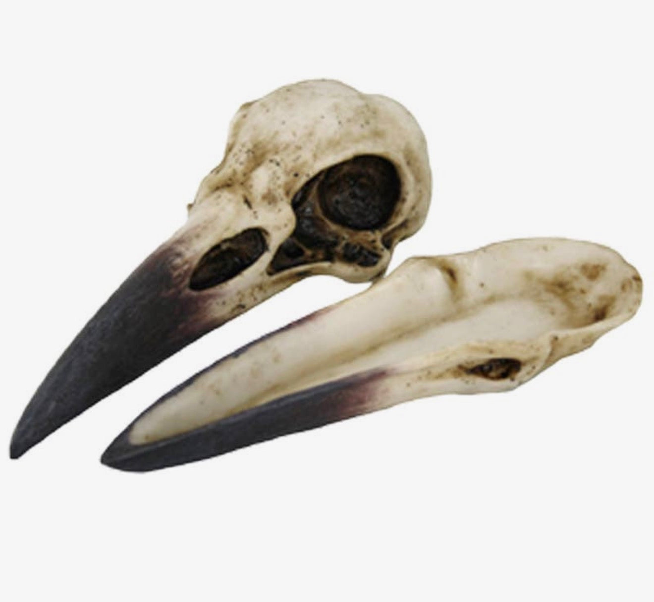 Raven Skull 🖤 Hidden Altar Keepsake
